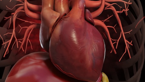Heart Animation - Heart Pumping Blood Video - The Seagull Company